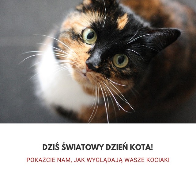 Od 2006 roku w Polsce 17 lutego obchodzimy Światowy Dzień Kota. To święto naszych domowych pupili, które ma podkreślić ich rolę w naszym życiu oraz uwrażliwić ludzi na ich los. Kto z mieszkańców powiatu pińczowskiego ma kota? Galerię naszych kotów będziemy uzupełniać na bieżąco. >>>Zobacz niezwykłe koty z powiatu pińczowskiego na kolejnych slajdach