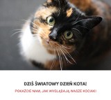 Koty czytelników z powiatu pińczowskiego! Pochwal się swoim pupilem w Światowy Dzień Kota [ZDJECIA]