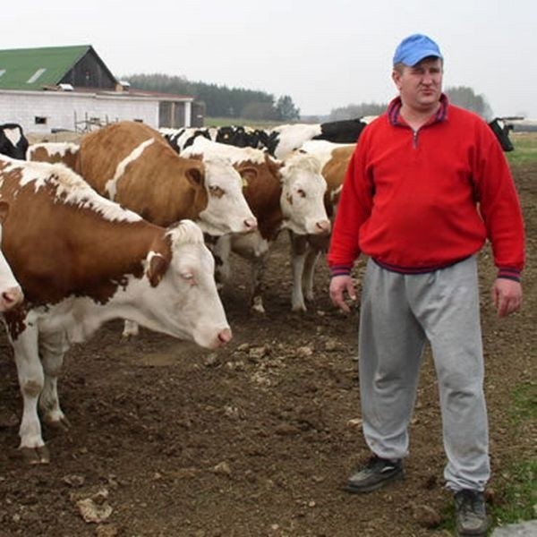 Większość podlaskich mleczarni płaci rolnikom za litr mleka o jedną trzecią mniej niż przed rokiem - mówi Piotr Żukowski z Mlekovity