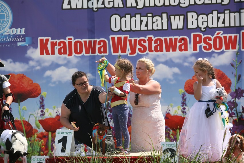 Wystawa psów rasowych w Będzinie ZDJĘCIA