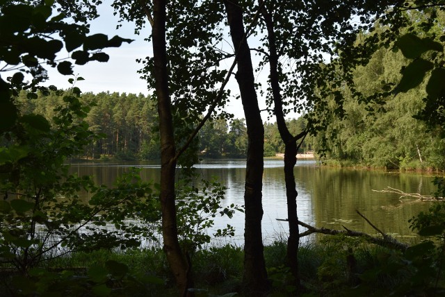 Nadleśnictwo Warcino. Las wokół jeziora Korzybskiego.