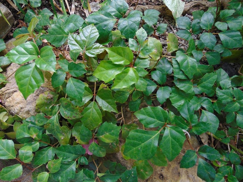 Cissus rombolistny ma liście podzielone na trzy części o...