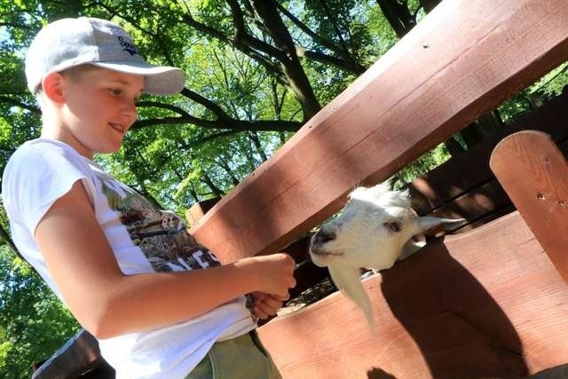 wakacje w zooKsawier Badziński karmi koze