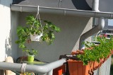 Uprawa truskawek na balkonie