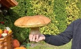 Coraz więcej grzybów w świętokrzyskich lasach. Są prawdziwki w rekordowych rozmiarach! Oto Wasze zbiory z weekendu 23,24,25 września