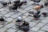 Nowy Targ. Radna chce uwolnić miasto od gołębi. "To latające szczury"