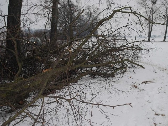 Te ścięte drzewa nie będą chyba leżeć na ścieżce przez najbliższe cztery lata...