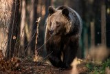 Niedźwiedzie budzą się z zimowego snu. Można je spotkać w różnych rejonach Tatr, intensywnie poszukują pożywienia