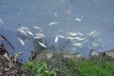 Przyducha i niżówki, czyli co zagraża rybom? "Najczęściej ofiarą przyduchy padają: leszcze, krąpie, płocie i szczupaki"