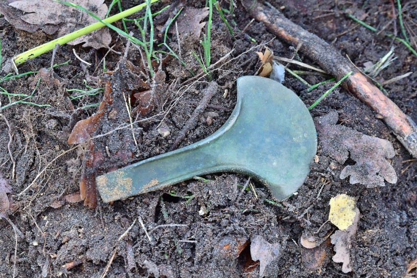 W kociewskich lasach znaleziono siekierki z okresu brązu. Skarb trafi niedługo do Muzeum Archeologicznego w Gdańsku