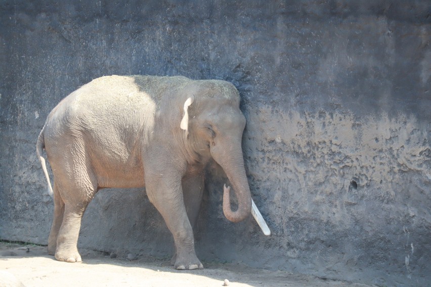 Trzeci słoń w Orientarium w Łodzi. W zoo będą wychowywane młode słonie   