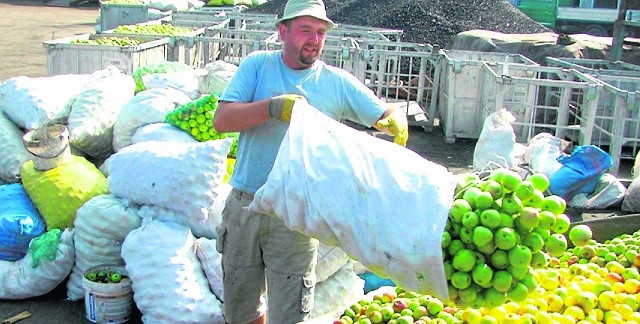 Nie wszystkie jabłka nadają się na chiński rynek. Przede wszystkim muszą być twarde i trwałe oraz jednokolorowe - zielone lub czerwone