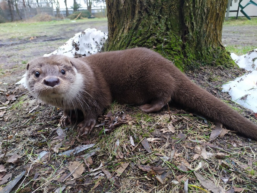 Weka jest młodą samiczką. Trafiła pod skrzydła azylu w...