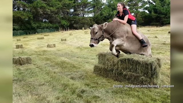 Chciała skakać przez przeszkody i postanowiła to robić na grzbiecie krowy.