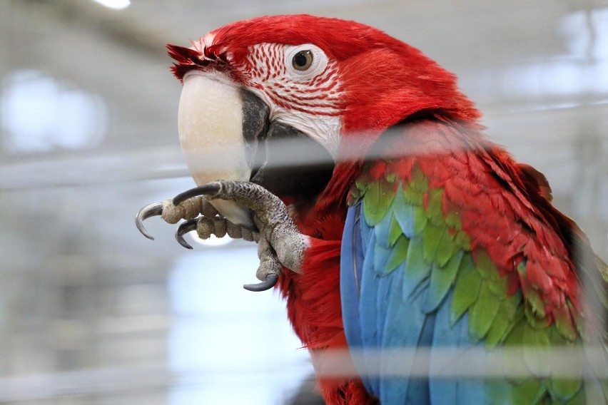 Niewielkie papugi to zdecydowanie najpopularniejsze ptaki...