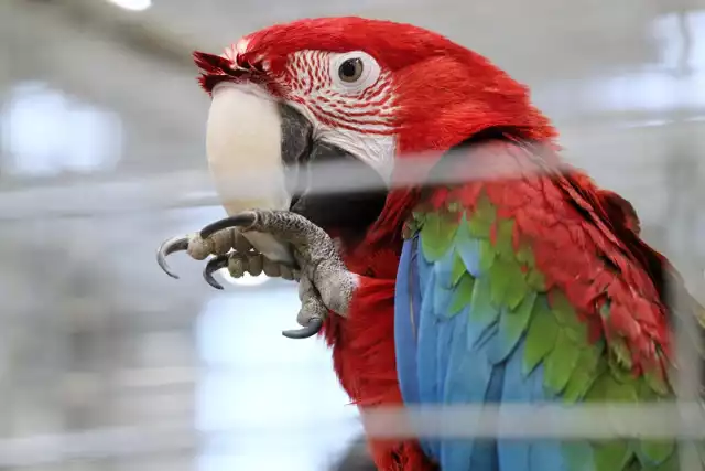 Niewielkie papugi to zdecydowanie najpopularniejsze ptaki domowe. Ich hodowla nie należy do bardzo trudnych, a przyjemność z rozmowy ze zwierzęciem jest więcej niż wielka. W końcu kto nie lubi, gdy ptak zaczyna mówić ludzkim głosem?