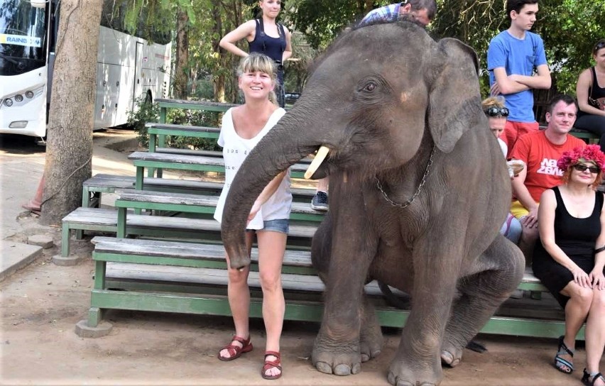 Tajlandia. Młody słonik przydzielony do kontaktów z...