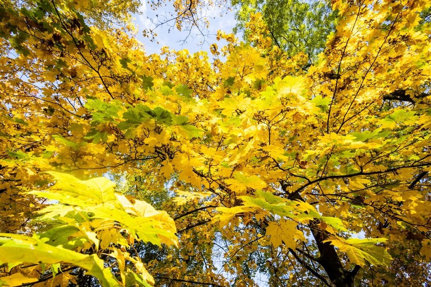 Jesień w najpiękniejszych barwach w nowohuckich plenerach
