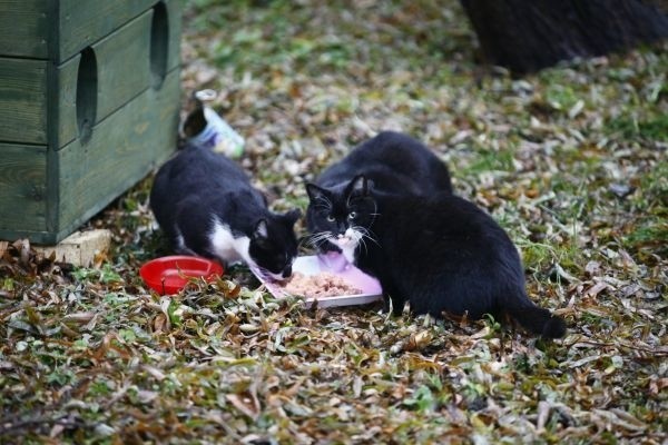 Kocie pałace ochronią koty zimą, staną na łódzkich osiedlach, podwórkach kamienic i ogródkach działkowych