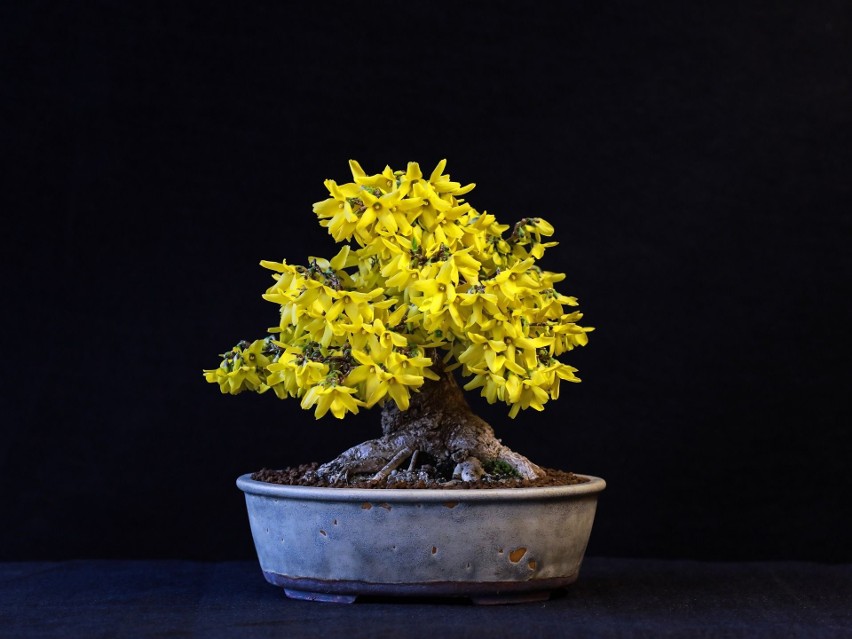 Forsycja w formie bonsai.