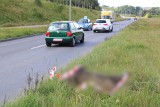 Martwe dziki przy drodze w Koszalinie. Wypadek, czy celowe działanie?