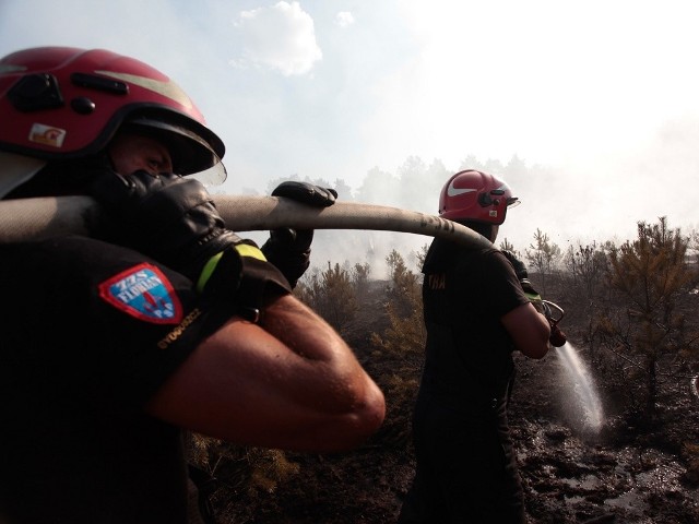 W gaszenie pożaru lasu w rejonie ulic Inwalidów i Wyścigowej zaangażowani są strażacy z czterech jednostek