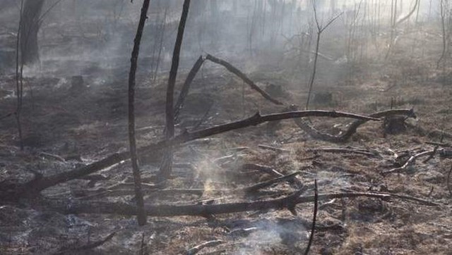 Kilkanaście hektarów lasu spłonęło niedawno w miejscowości Lesica w podkieleckiej gminie Piekoszów.
