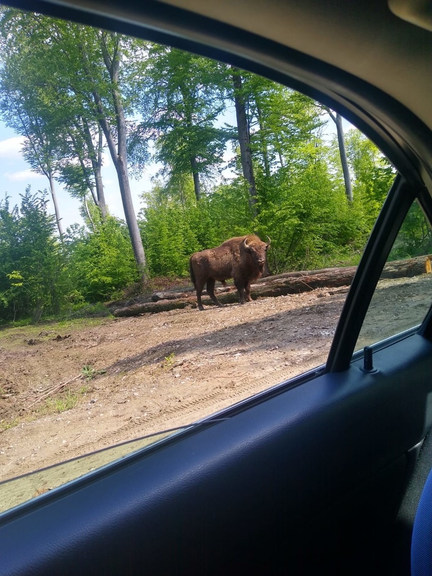 Już kilka razy pisaliśmy o żubrze, który zwiedza...