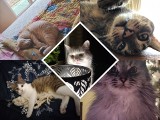 Światowy Dzień Kota 2023. Oto słodkie kociaki mieszkańców województwa świętokrzyskiego. Zobacz zdjęcia