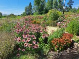 Śląski Ogród Botaniczny w Radzionkowie późnym latem. 15 sierpnia spotkanie z zielarzem