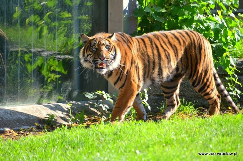 Nowa tygrysica w zoo. Przyjechała do nas z Wielkiej Brytanii (ZDJĘCIA)