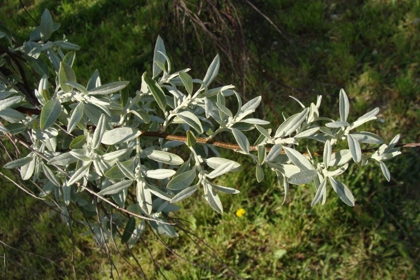 Młode pędy i liście są pokryte srebrzystym kutnerem.