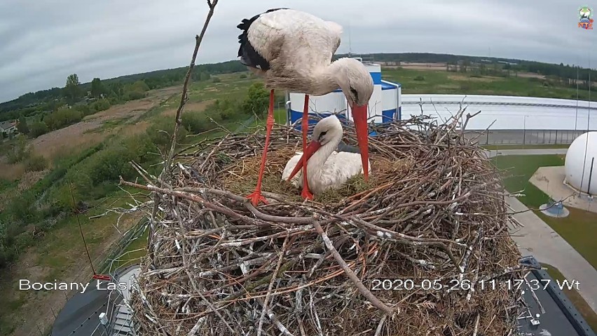 Bociany z Łasku opuściły gniazdo, ale kamera będzie jeszcze włączona