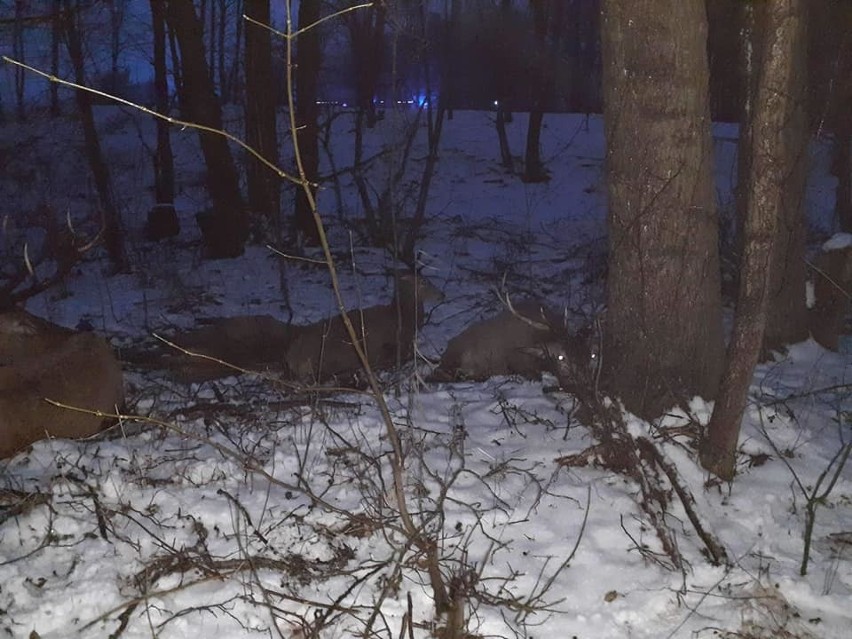 Stado jeleni wpadło do wody w okolicy miejscowości Ścienne