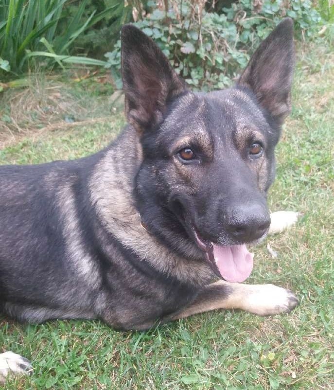 Policyjny pies Ares wytropił w zaroślach 37-letniego...