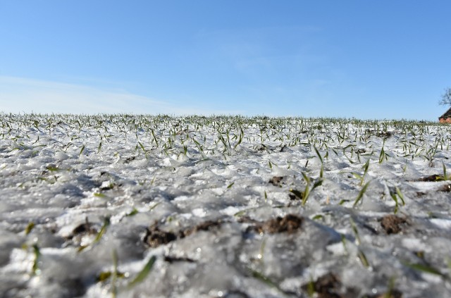Na razie oziminy przykrył śnieg i lód, ale już wiosną potrzebne będą kolejne zabiegi. To sporo kosztuje, więc rolnicy czekają na dopłaty