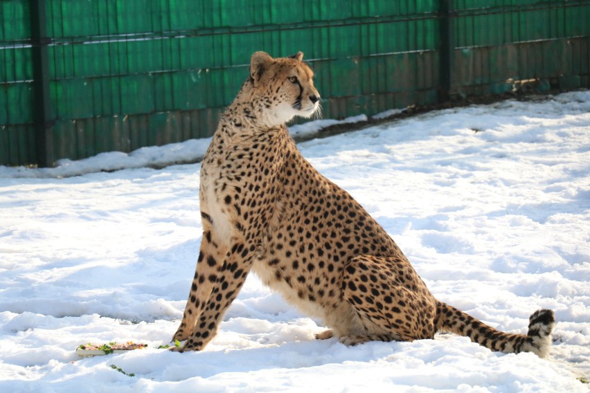 W śląskim zoo zobaczymy ponad 2000 zwierząt....