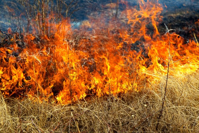 Susza sprawia, że lasy i łąki są szczególnie podatne na pożary