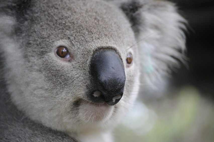 Szkoła w Solcu-Zdroju wzięła pod opiekę trzy australijskie misie Koala! (ZDJĘCIA)  