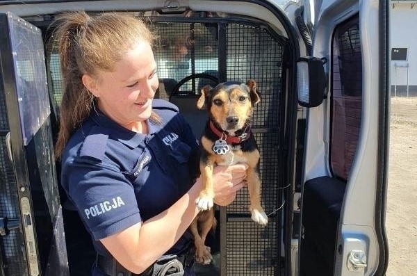 Policjanci natknęli się na czworonogi, patrolując teren...