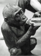 Tak dawniej żyły goryle we wrocławskim zoo [ZDJĘCIA] 