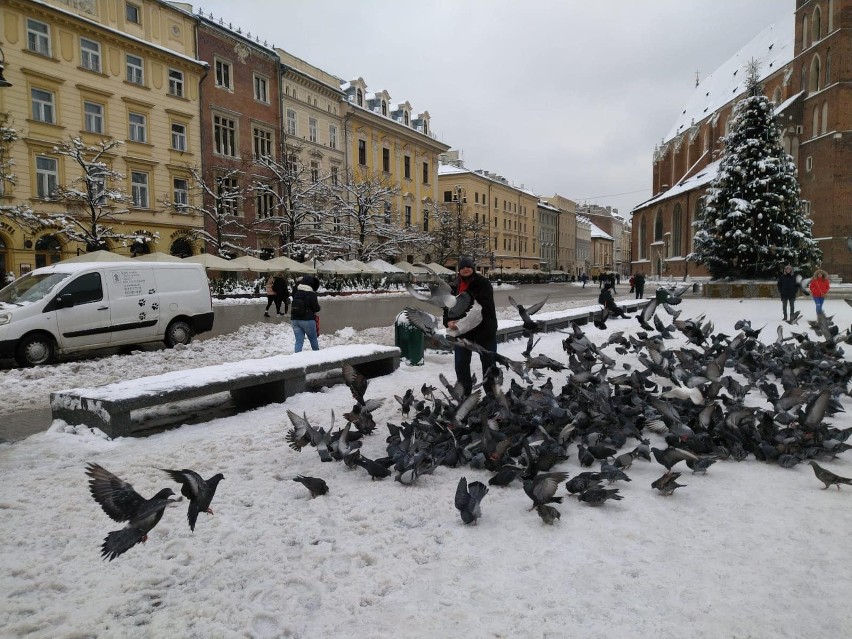 Apel o dokarmianie ptaków w Krakowie. Ziarno się znajdzie, chodzi o poświęcenie czasu                  