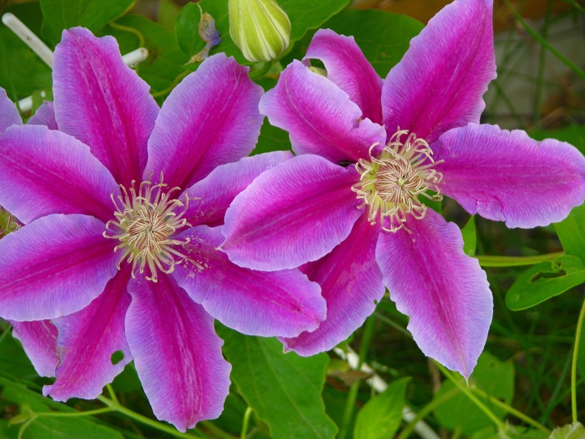 Powojnik (Clematis)
Clematis znaczy powojnik