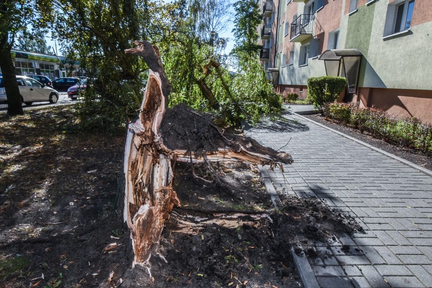 Skutki sierpniowej nawałnicy w Kujawsko-Pomorskiem.