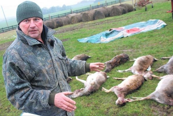 Nie jestem mordercą. Mam swoje psy, które bardzo kocham. Ale te zdziczałe zaatakowały moje daniele. Ja je po prostu broniłem! &#8211; opisuje Piotr Chojnacki.