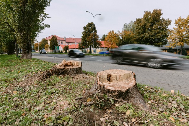 W związku z przebudową skrzyżowania, przy ul. Lwowskiej w Rzeszowie wycięto już topole. W zamian za ścięcie 40 drzew, zostanie posadzonych 50 grabów pospolitych.