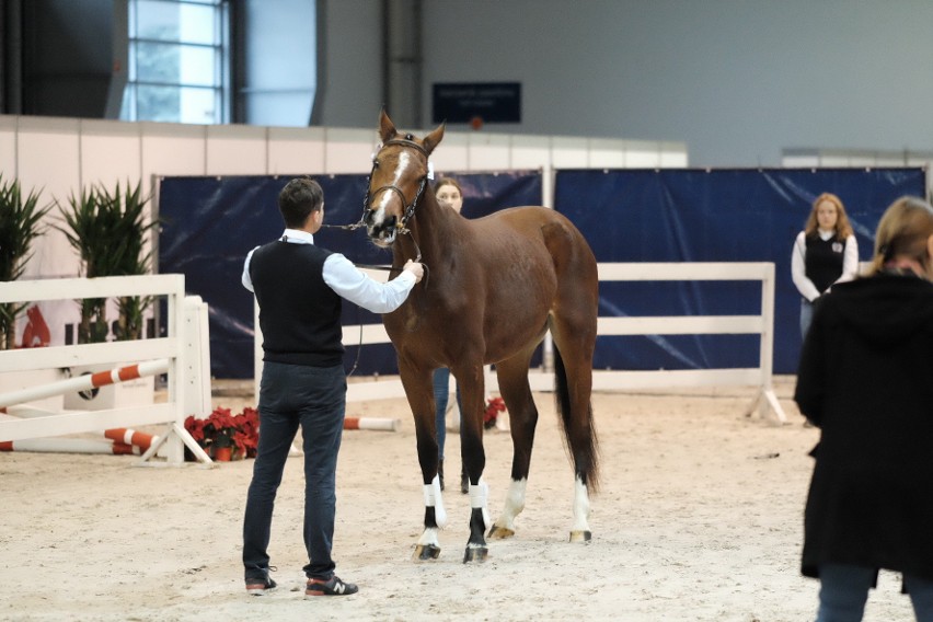 Cavaliada 2017 - zobacz najpiękniejsze konie ras szlachetnych [ZDJĘCIA]