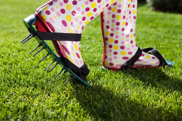 Aeracja, czyli napowietrzanie trawnika, polega na nakłuwaniu darni. Można to zrobić za pomocą specjalnych nakładek na buty, ale też cięższych i bardziej wydajnych narzędzi.