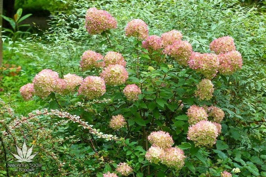 W rogowskim arboretum kwitną hortensje i lilie wodne