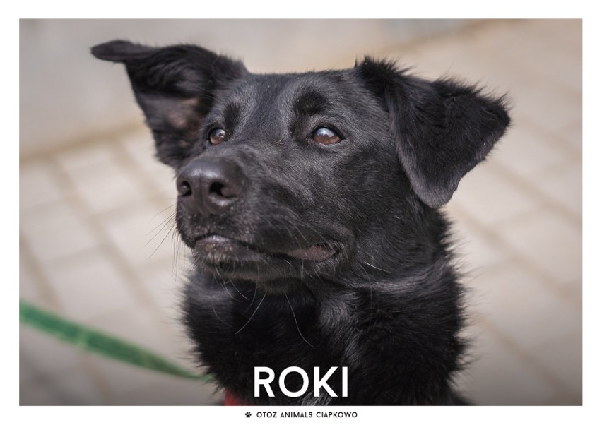 IMIĘ: ROKI (585/19)...